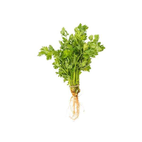 CORIANDER