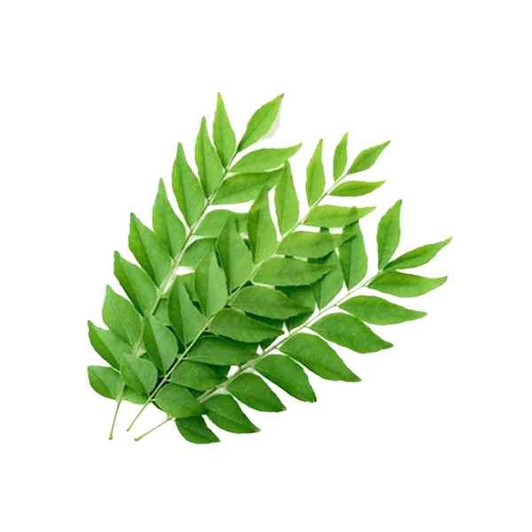 CURRY LEAF